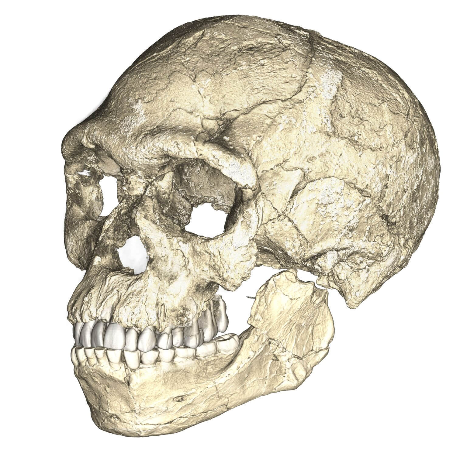 Cráneo Homo Sapiens