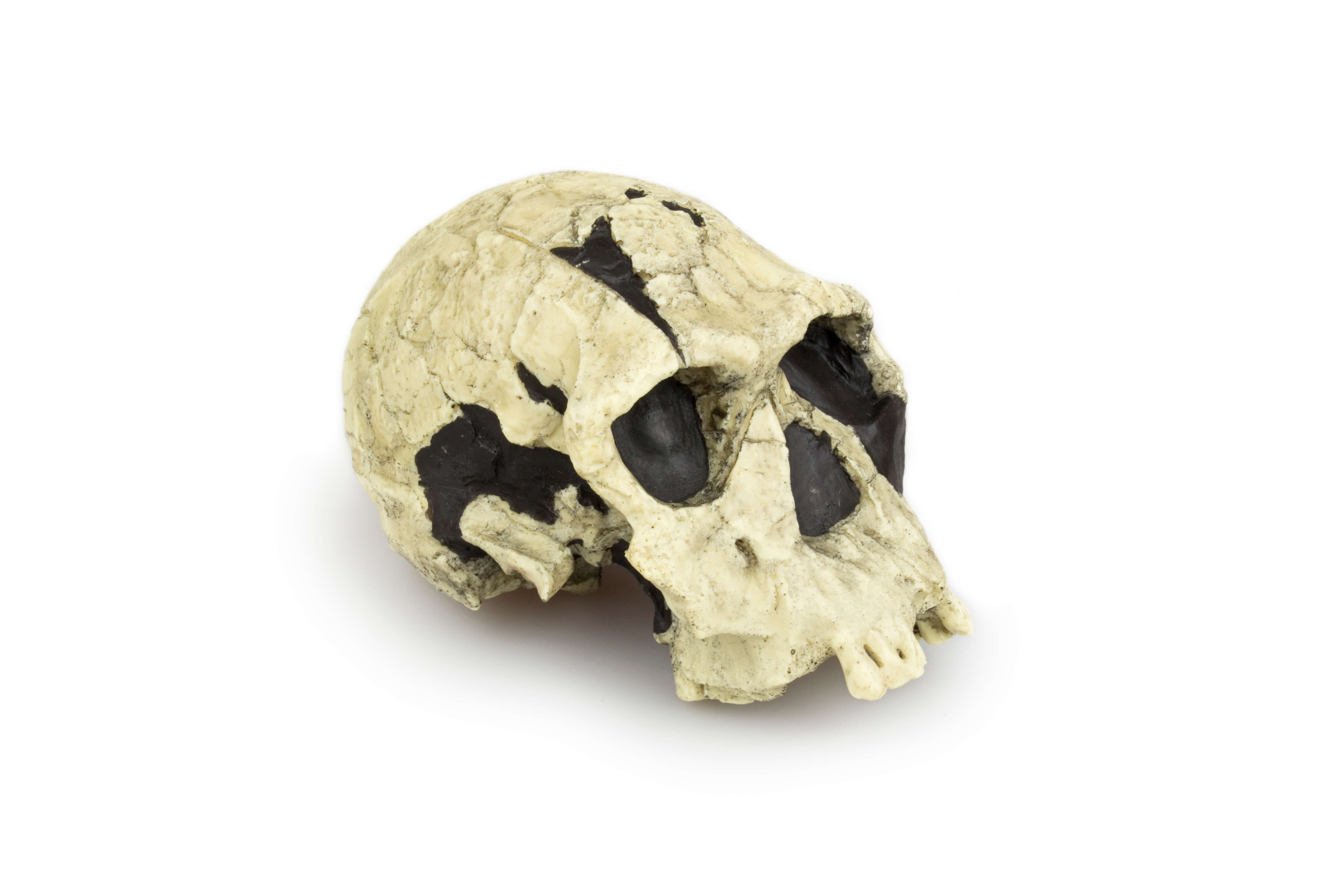 Cráneo, Homo Habilis